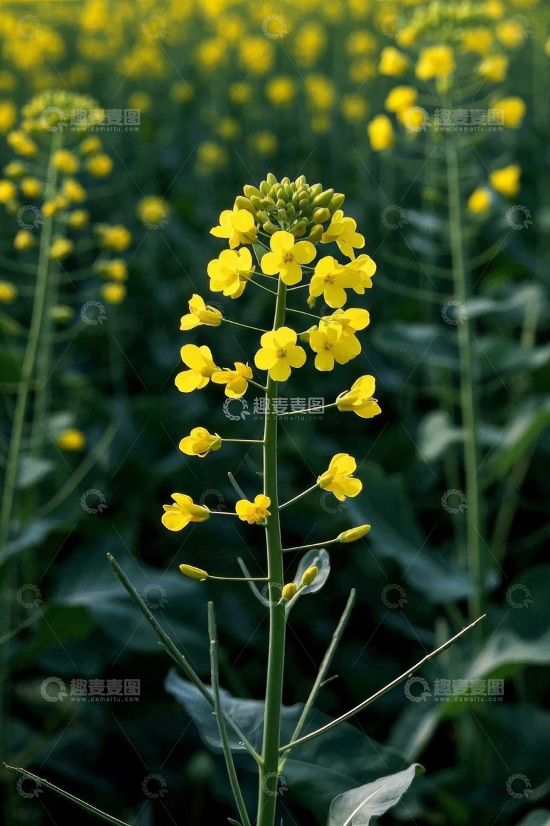 高清大图下载【趣麦麦图】田野中的黄色油菜花特写