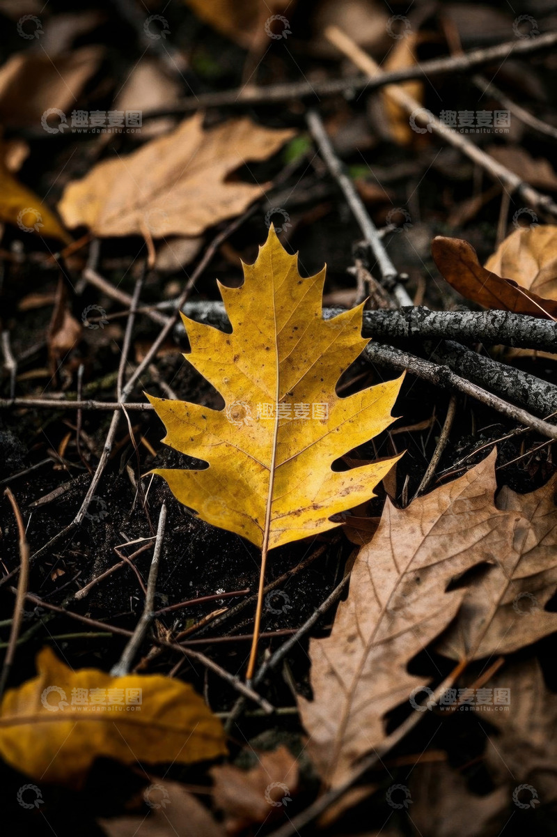 高清大图下载【趣麦麦图】地面上的黄色秋叶特写