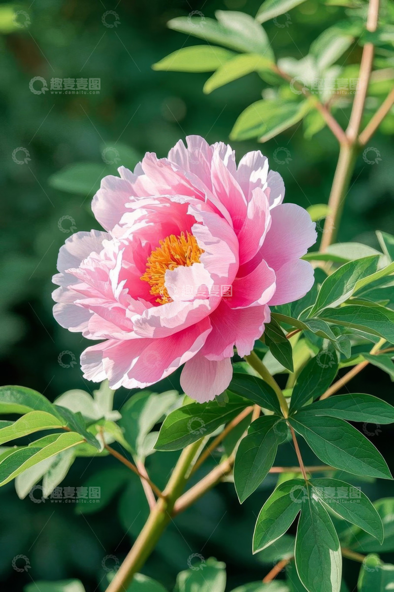 高清大图下载【趣麦麦图】盛开的粉色牡丹花特写