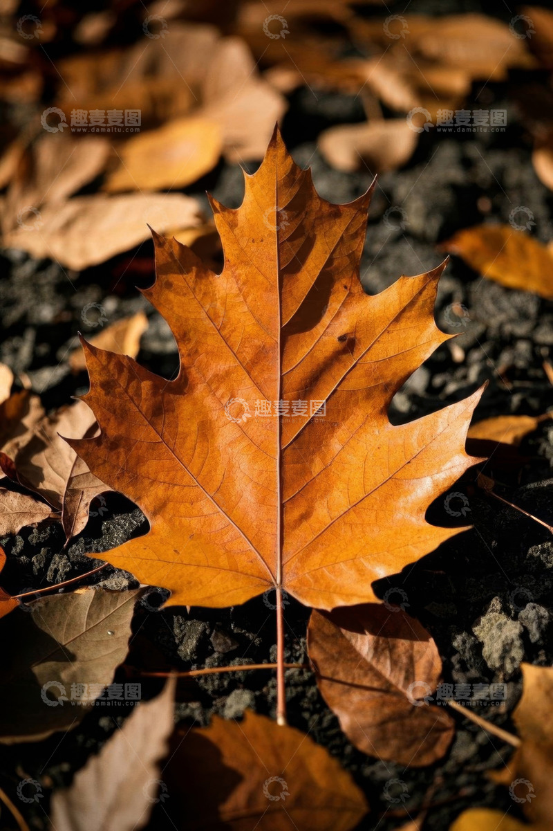 高清大图下载【趣麦麦图】地面上的黄色枫叶特写