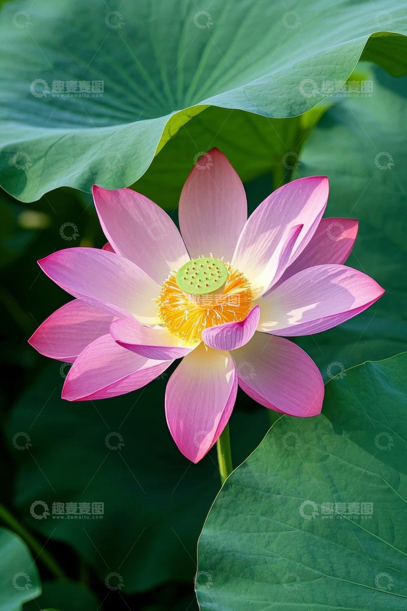 高清大图下载【趣麦麦图】特写盛开的粉色荷花