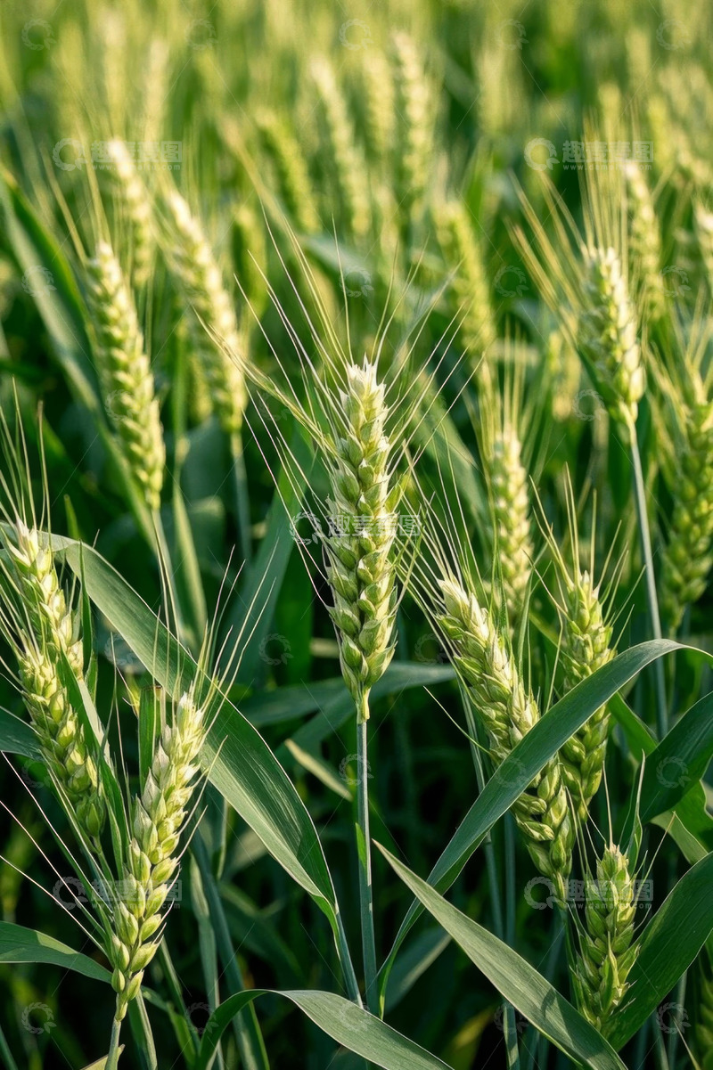 高清大图下载【趣麦麦图】生长中的绿色小麦植株