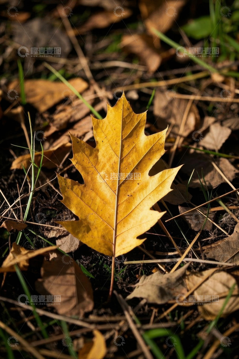 高清大图下载【趣麦麦图】地面上的黄色秋叶