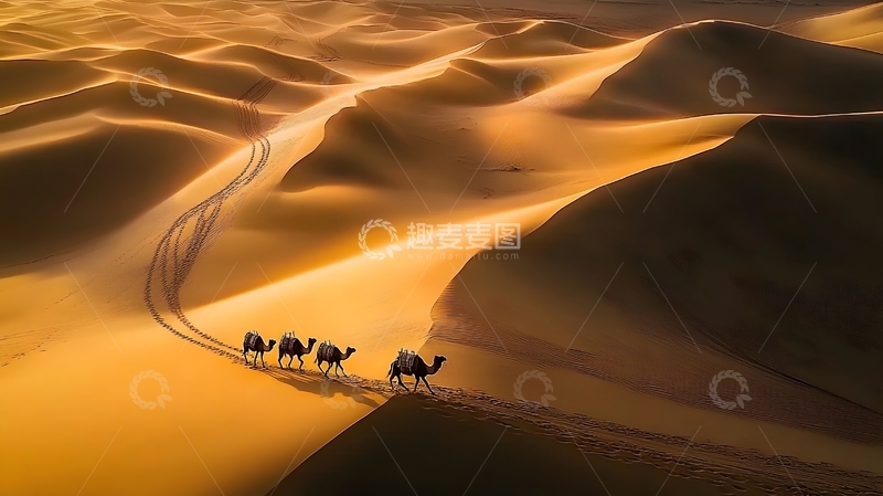 高清大图下载【趣麦麦图】沙漠骆驼光影行