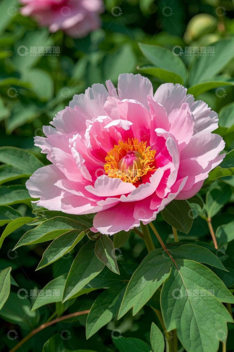高清大图下载【趣麦麦图】盛开的粉色牡丹花特写