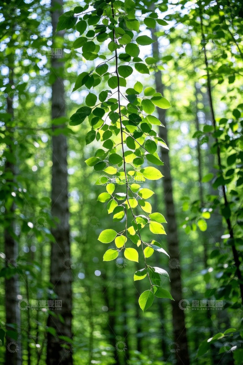 高清大图下载【趣麦麦图】阳光下森林中的垂挂绿叶
