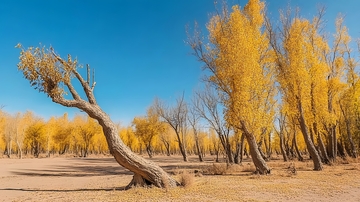 秋意浓金黄树林风景摄影