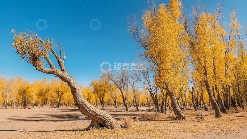 高清大图下载【趣麦麦图】秋意浓金黄树林风景摄影