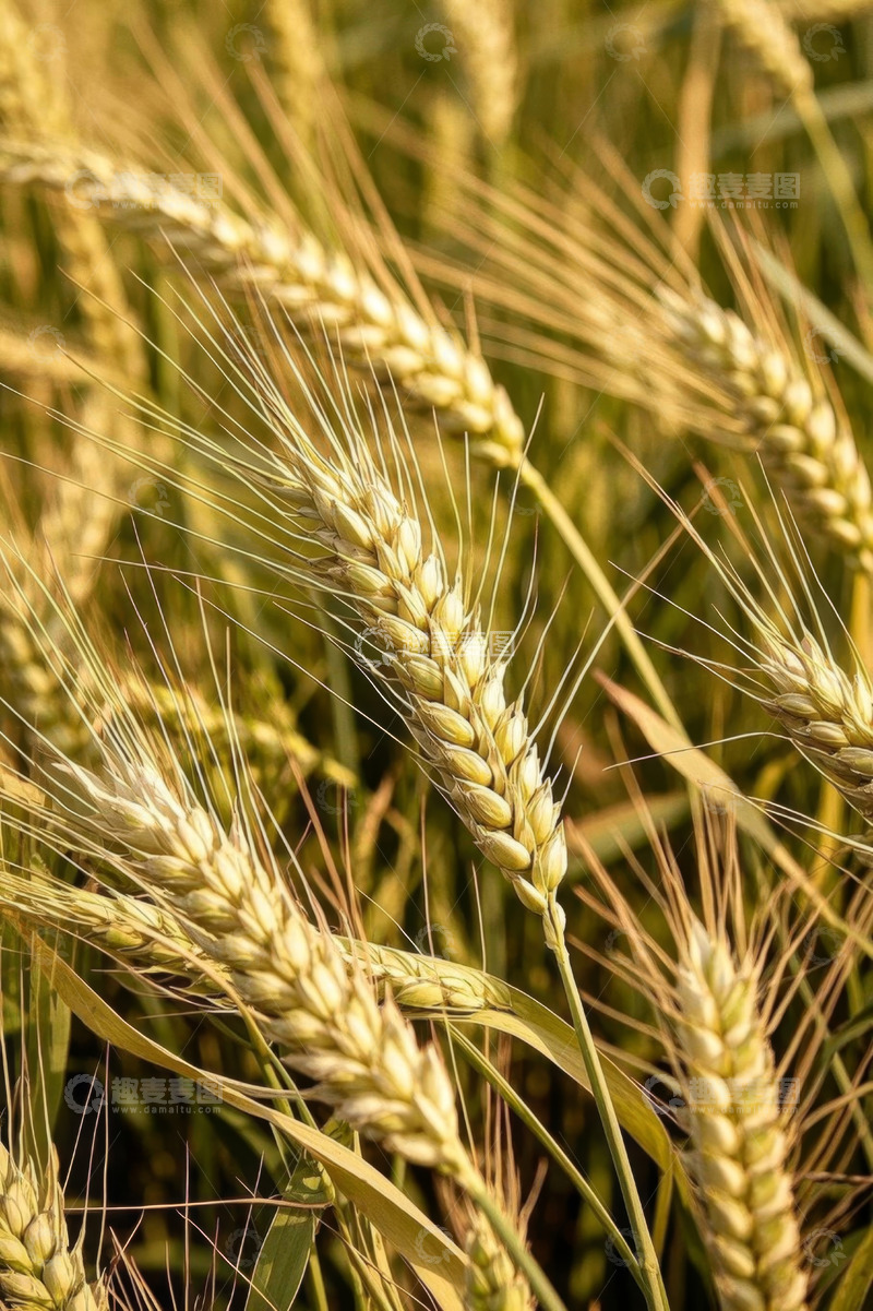 高清大图下载【趣麦麦图】成熟小麦特写