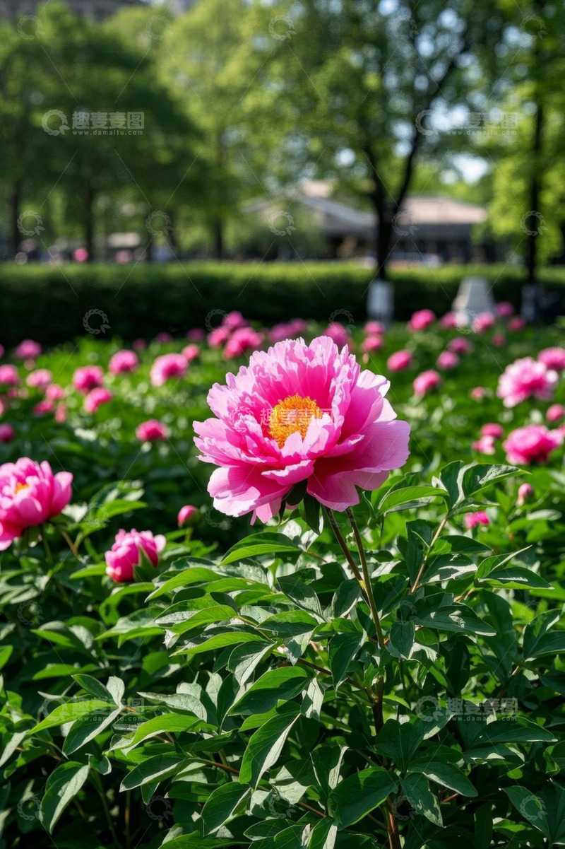 高清大图下载【趣麦麦图】盛开的粉色牡丹花丛景象