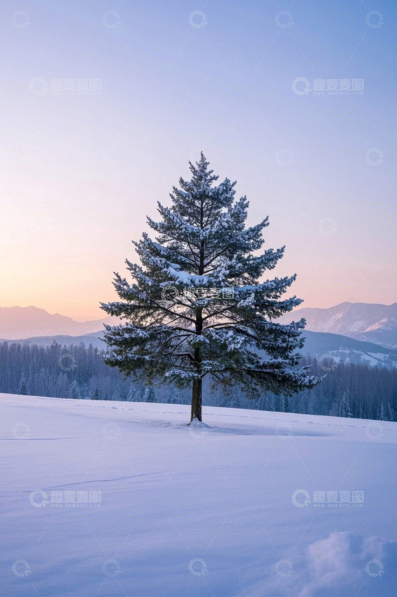 高清大图下载【趣麦麦图】雪地中孤独的积雪松树