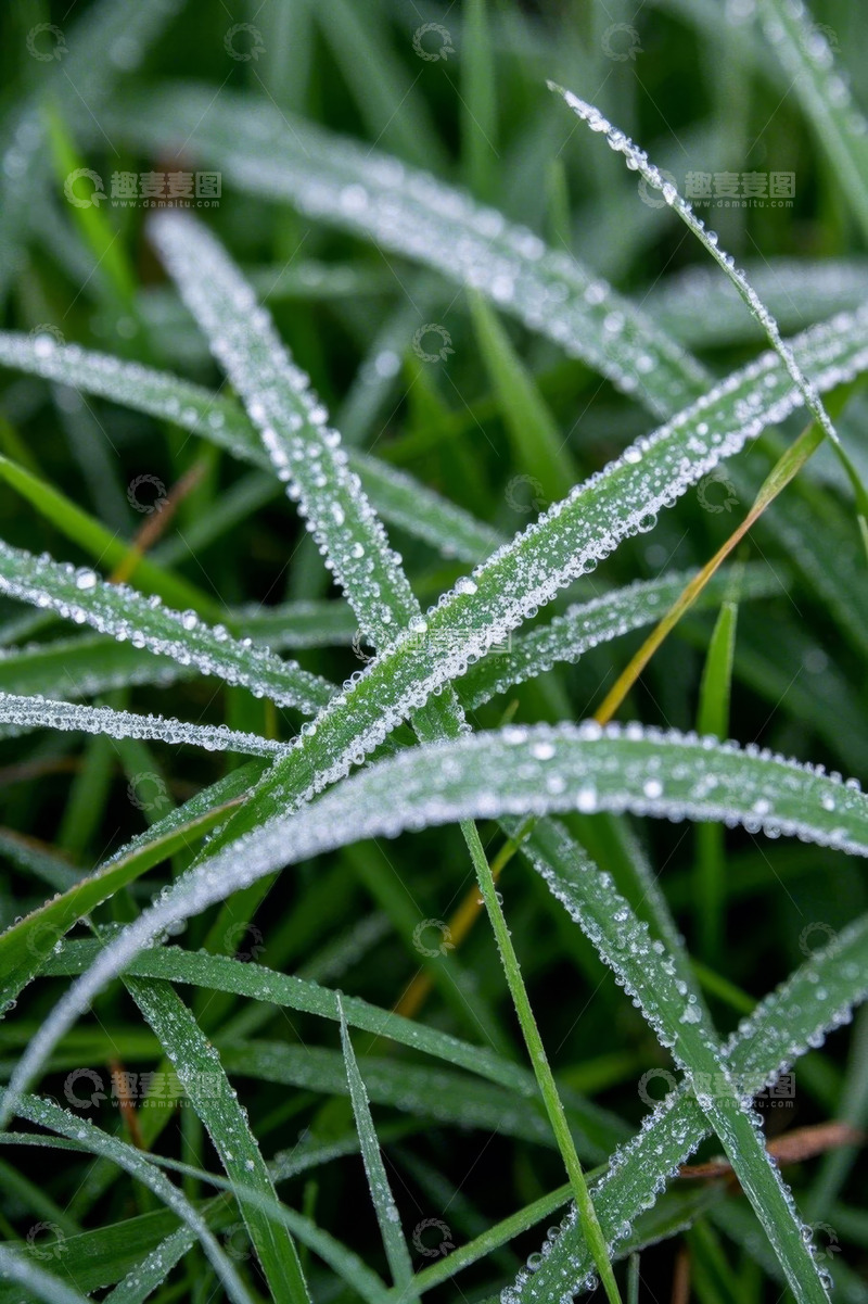 高清大图下载【趣麦麦图】带露珠的青草特写