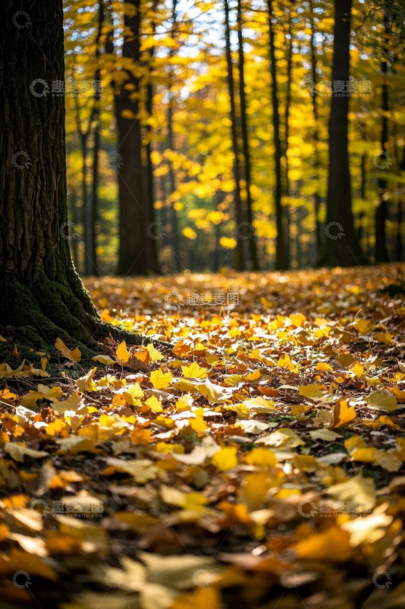 高清大图下载【趣麦麦图】秋季森林地面铺满金黄落叶