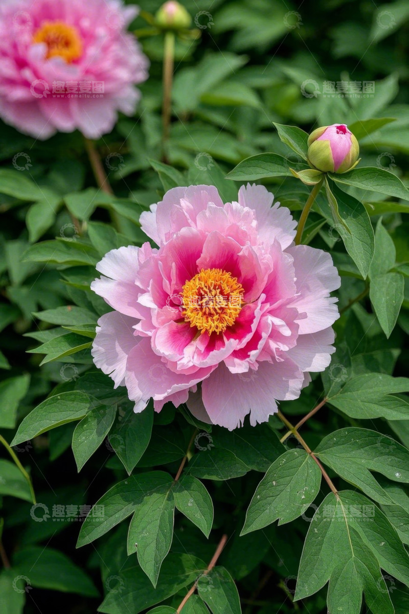 高清大图下载【趣麦麦图】盛开的粉色牡丹花特写