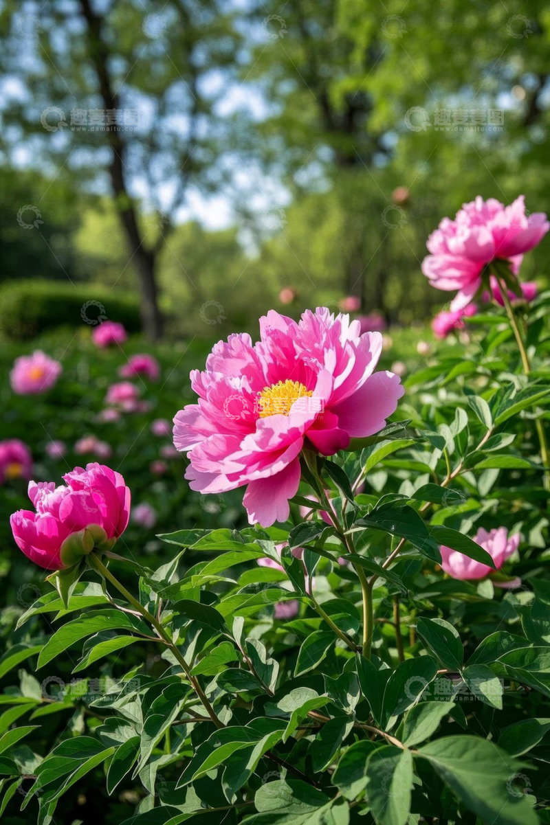 高清大图下载【趣麦麦图】盛开的粉色牡丹花