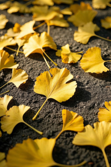 地面上散落的金黄银杏叶