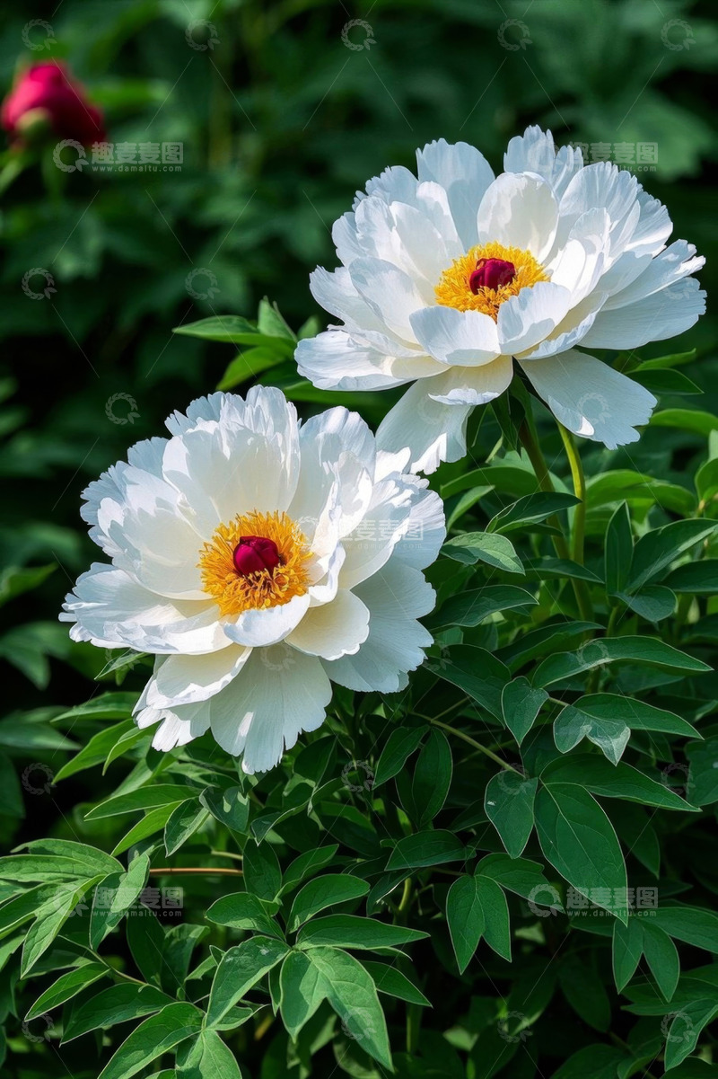 高清大图下载【趣麦麦图】盛开的白色牡丹花特写