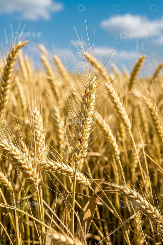 成熟小麦田园景象
