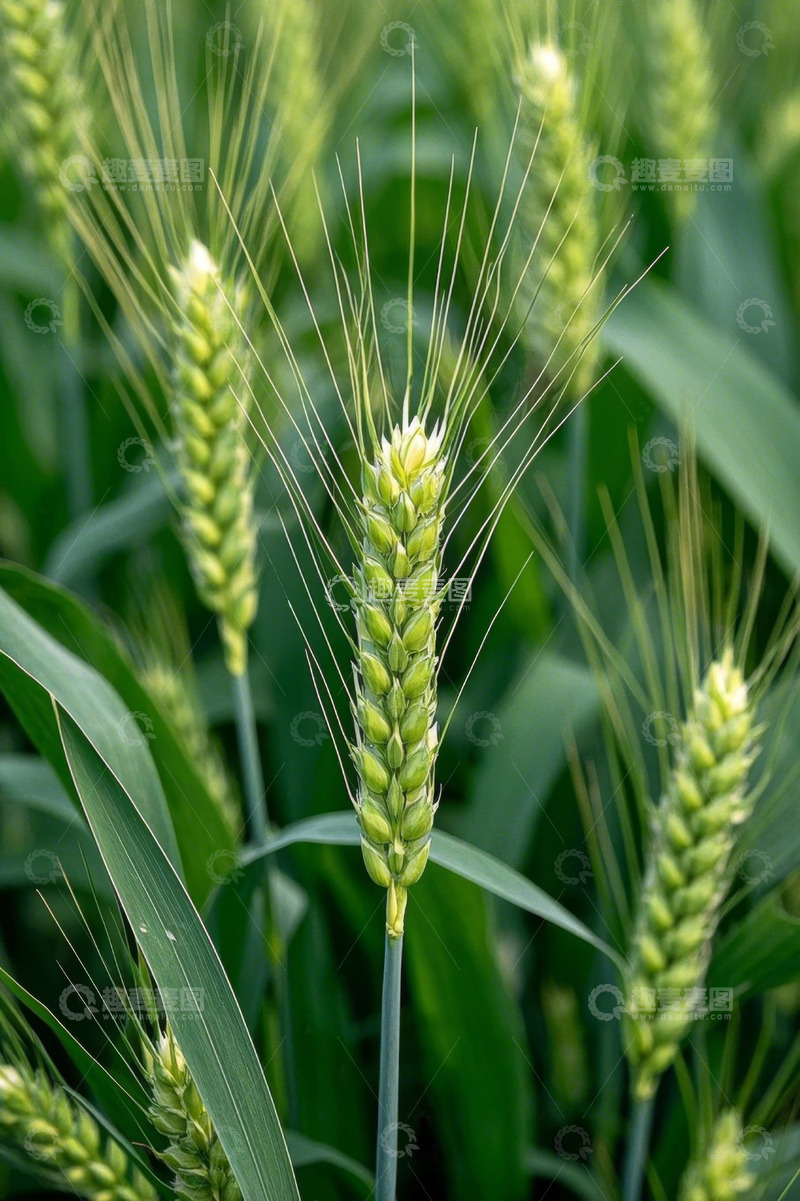 高清大图下载【趣麦麦图】特写绿色麦穗农作物