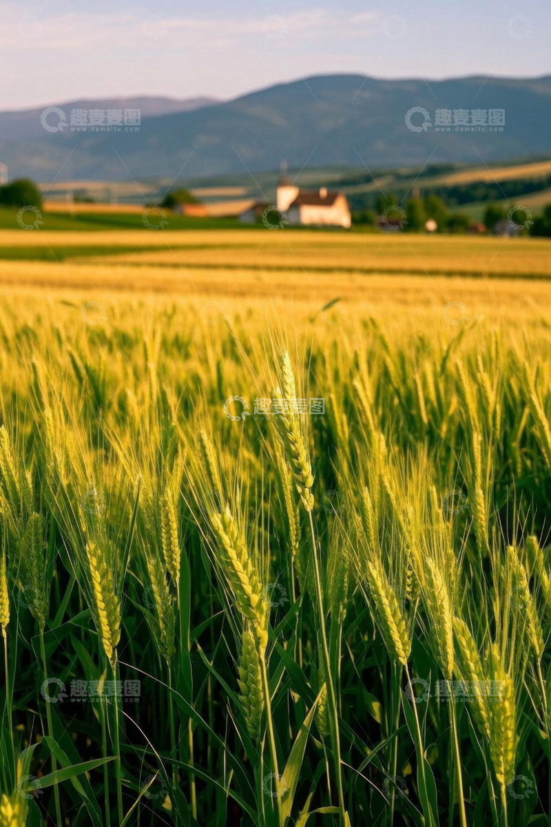 高清大图下载【趣麦麦图】金黄麦田与远山乡村景致