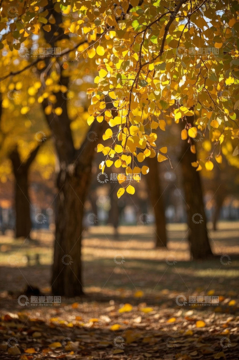 高清大图下载【趣麦麦图】秋日公园金黄树叶风景