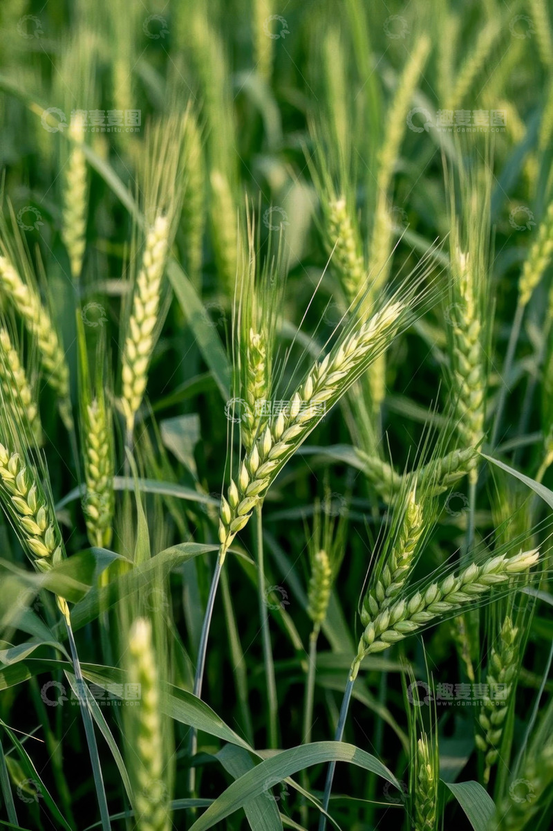 高清大图下载【趣麦麦图】绿色小麦特写