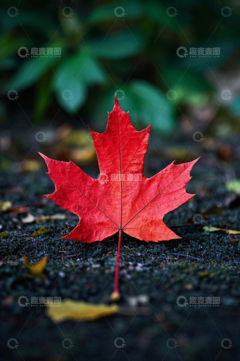高清大图下载【趣麦麦图】地面上的红色枫叶特写