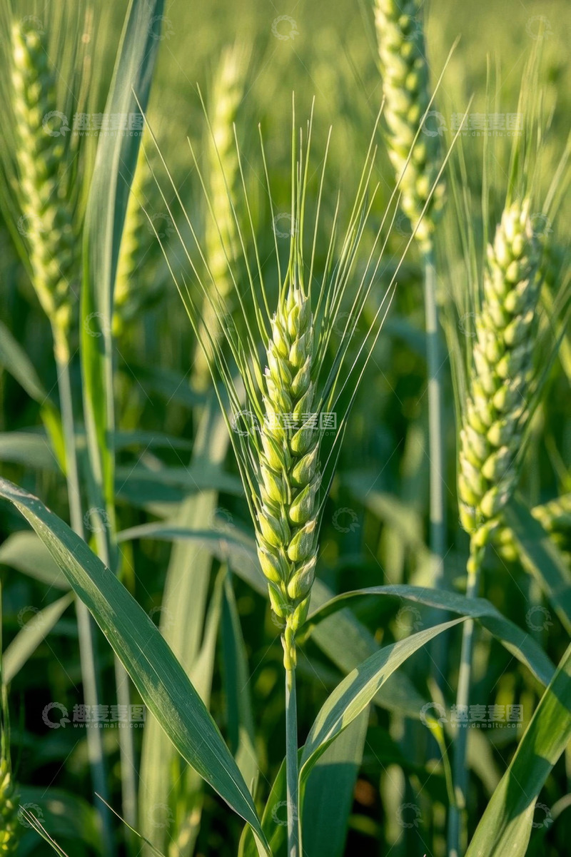 高清大图下载【趣麦麦图】特写麦田中的绿色小麦