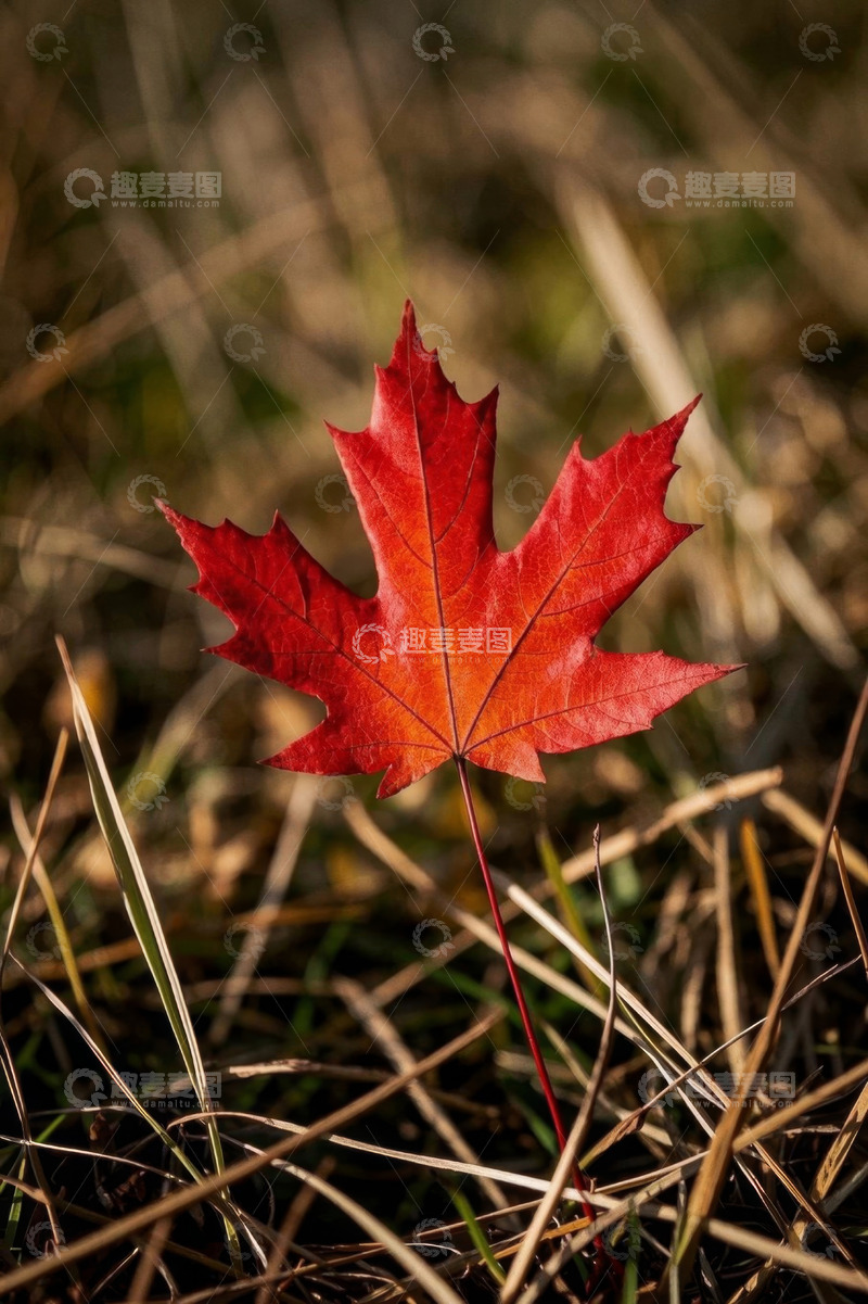 高清大图下载【趣麦麦图】草地上的红色枫叶特写