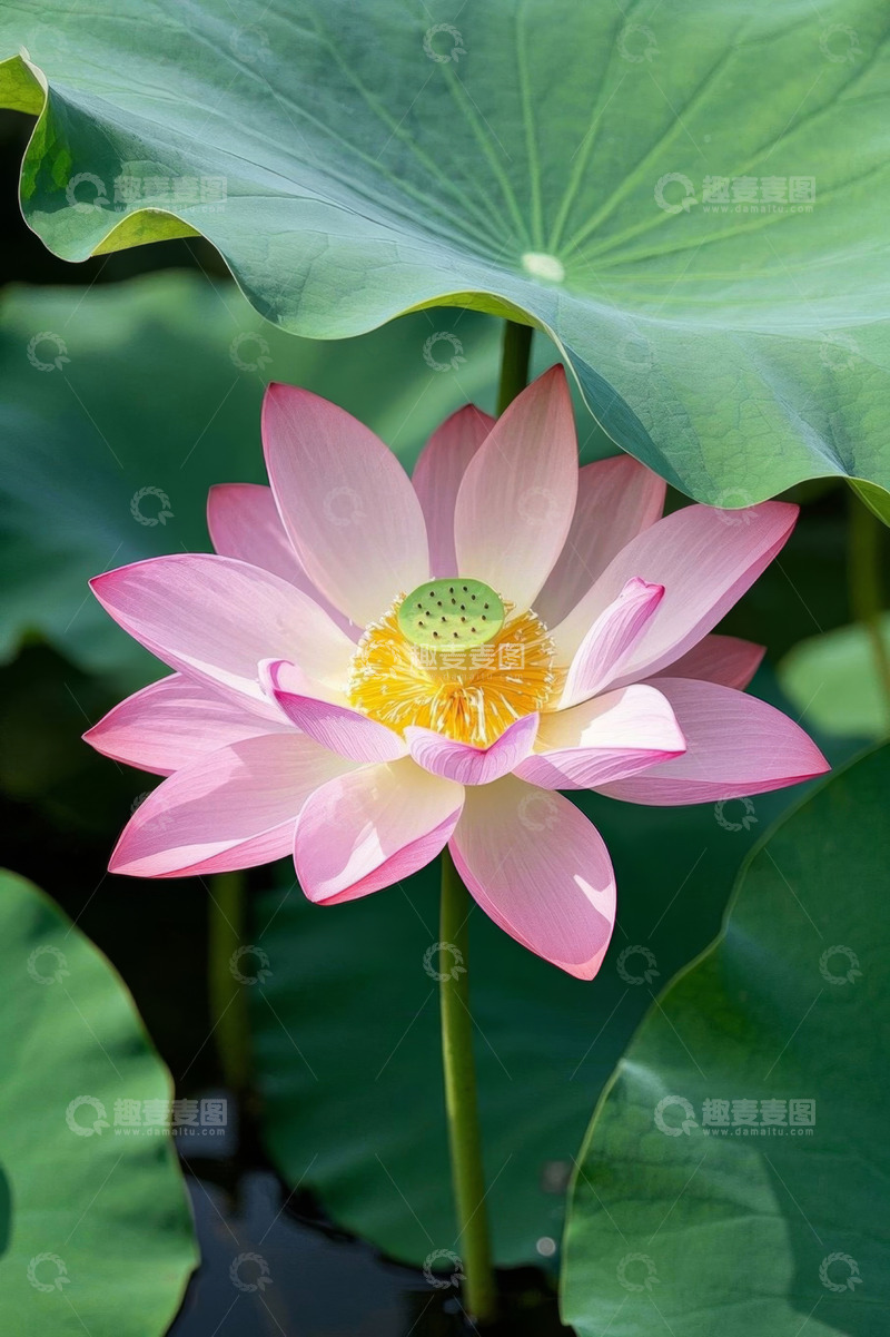 高清大图下载【趣麦麦图】盛开的粉色荷花与荷叶