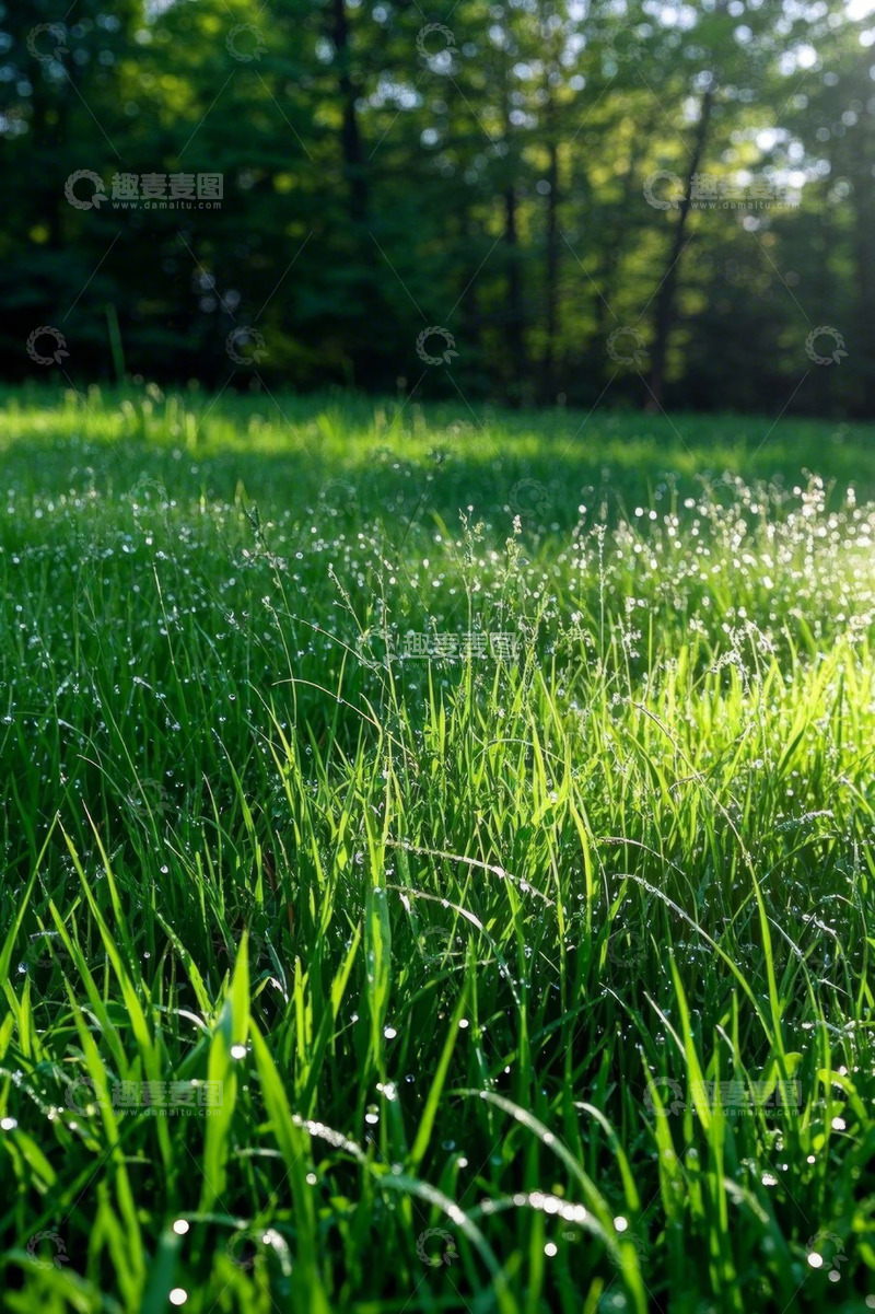 高清大图下载【趣麦麦图】阳光下带露珠的翠绿草地