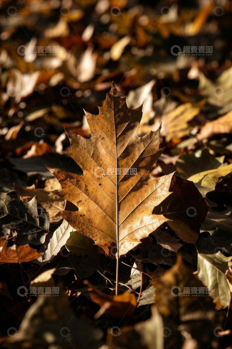 高清大图下载【趣麦麦图】秋日落叶特写