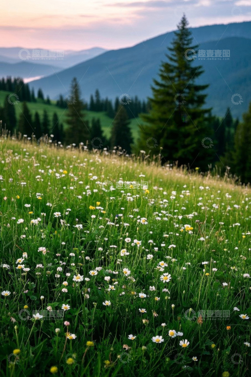高清大图下载【趣麦麦图】山间草地野花自然风光