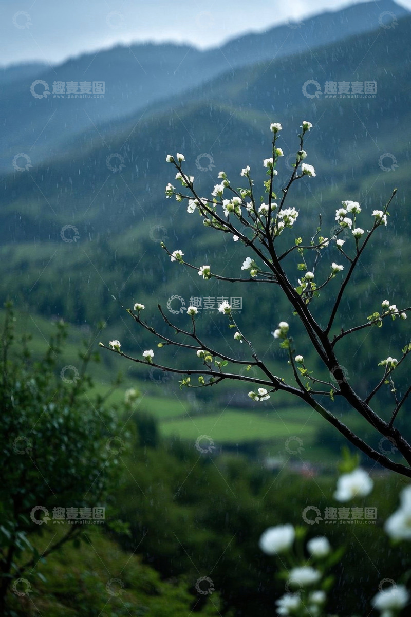 高清大图下载【趣麦麦图】雨中盛开的山间白色花枝