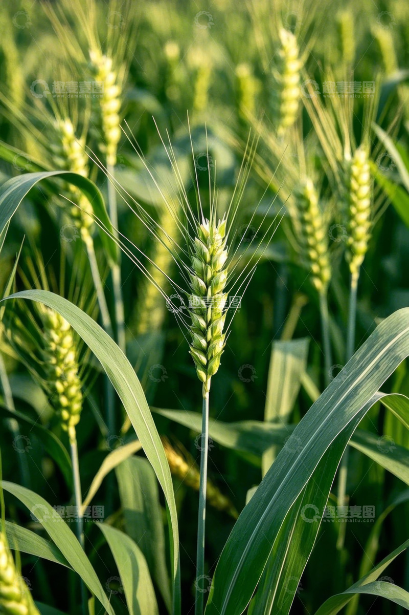 高清大图下载【趣麦麦图】生长中的绿色小麦植株