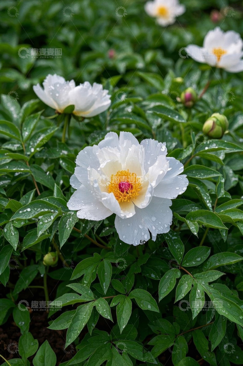 高清大图下载【趣麦麦图】带水珠的白色牡丹花特写