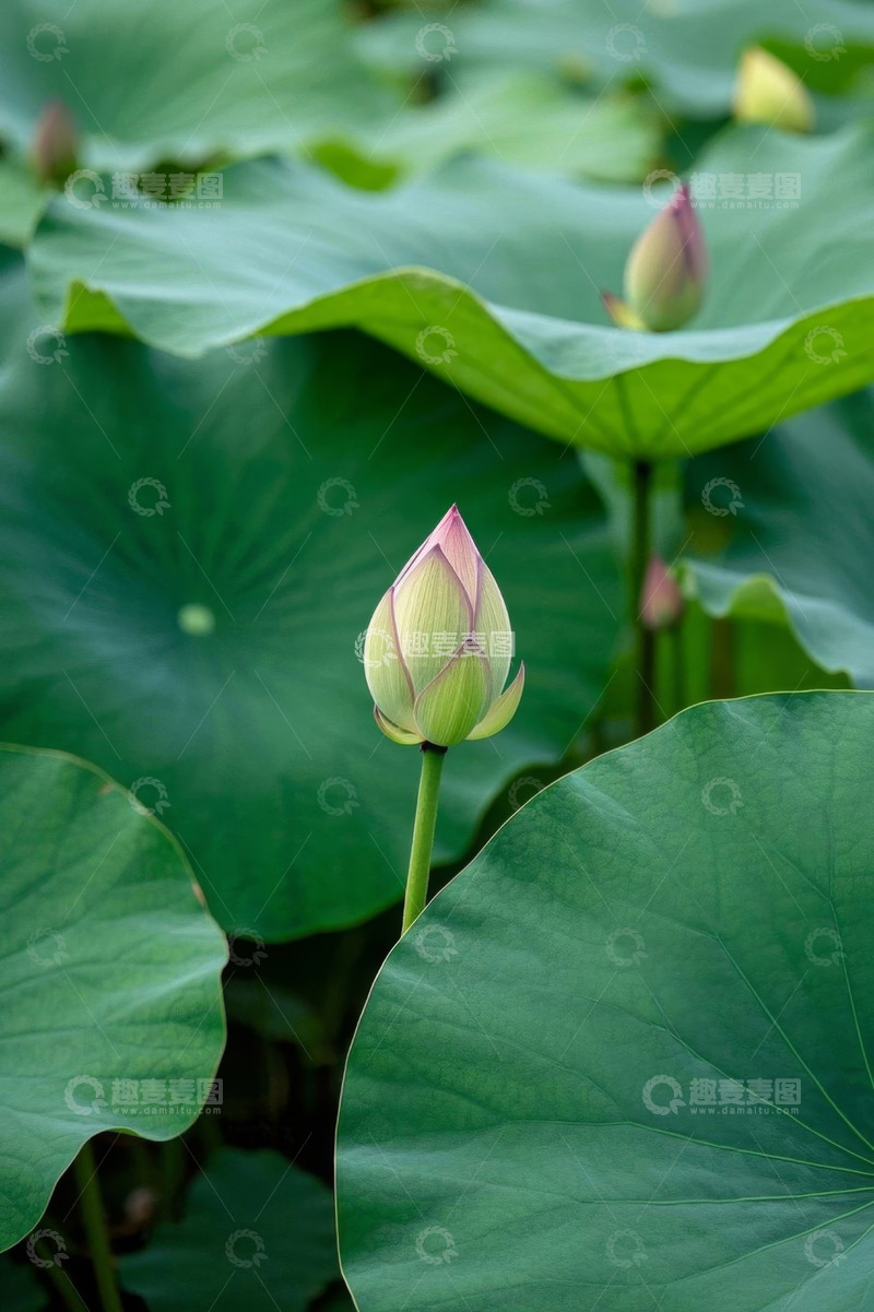 高清大图下载【趣麦麦图】荷花花苞与荷叶特写
