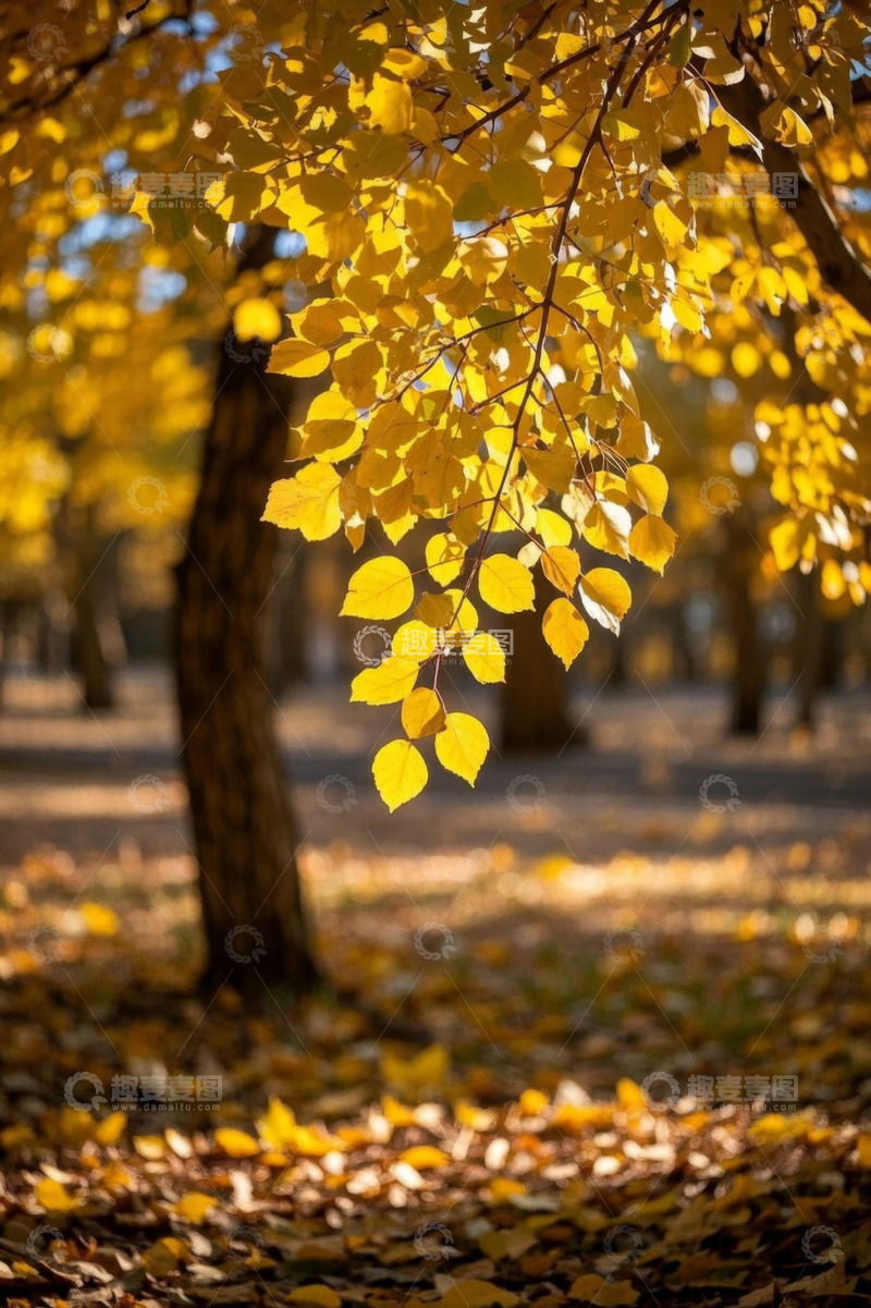 高清大图下载【趣麦麦图】秋日户外金黄树叶树林景象