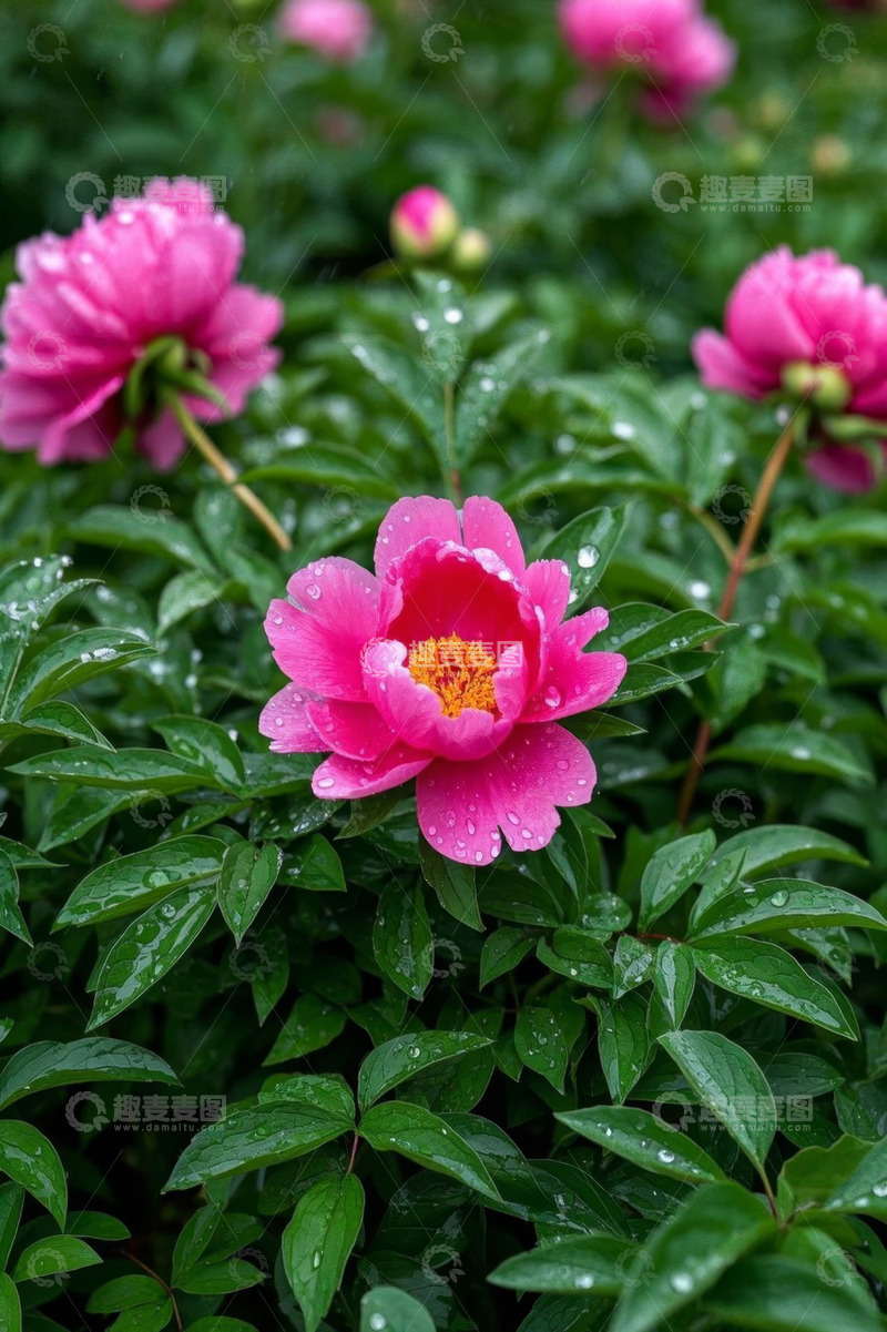 高清大图下载【趣麦麦图】带水珠的盛开粉色牡丹花