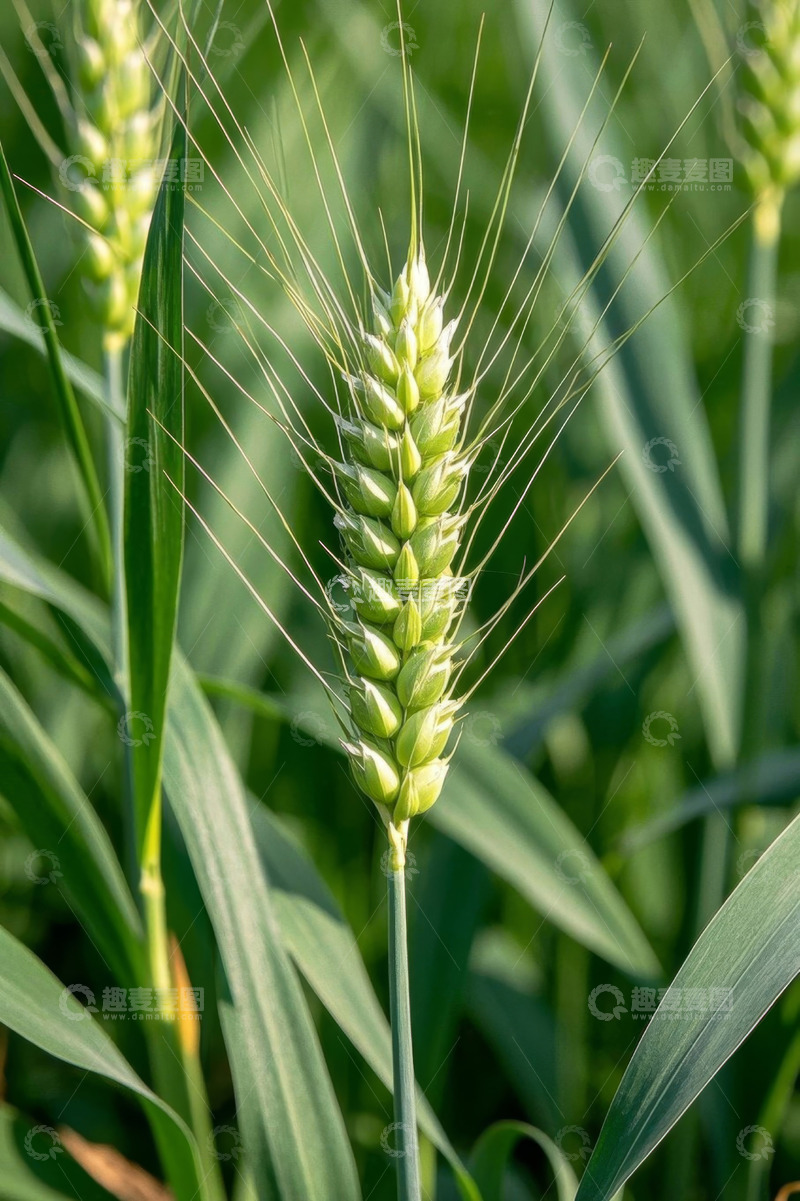高清大图下载【趣麦麦图】特写绿色小麦麦穗