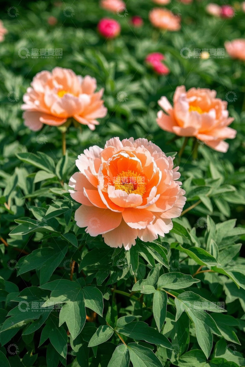 高清大图下载【趣麦麦图】盛开的橙色牡丹花