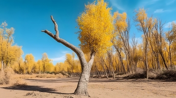 秋意浓黄色树林风景摄影
