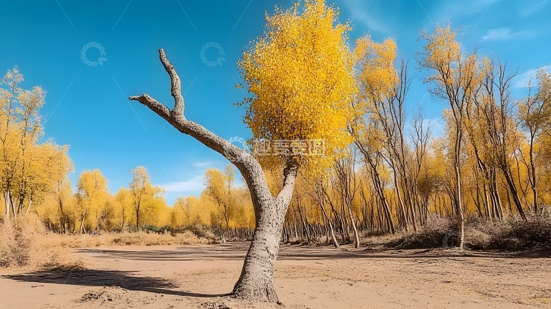 高清大图下载【趣麦麦图】-秋意浓黄色树林风景摄影