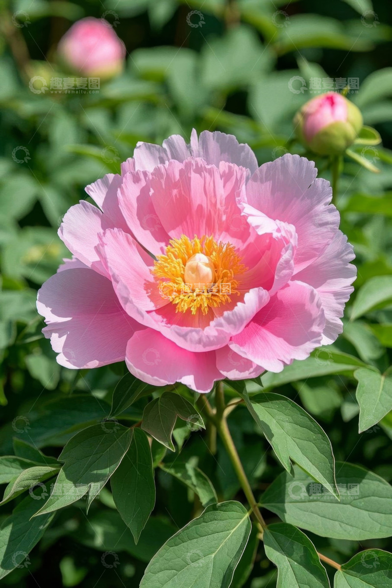 高清大图下载【趣麦麦图】盛开的粉色牡丹花特写