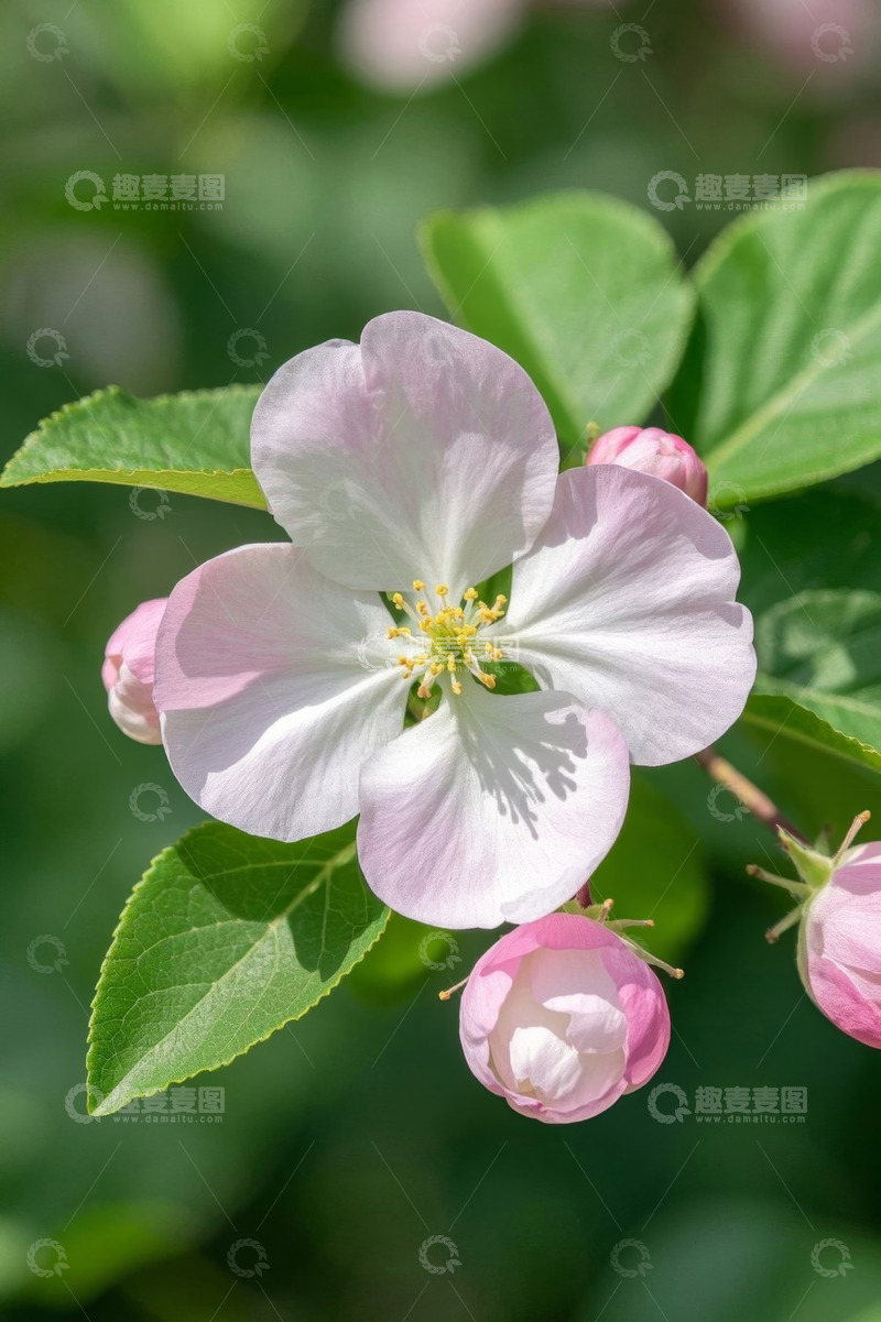 高清大图下载【趣麦麦图】特写粉色绽放的苹果花