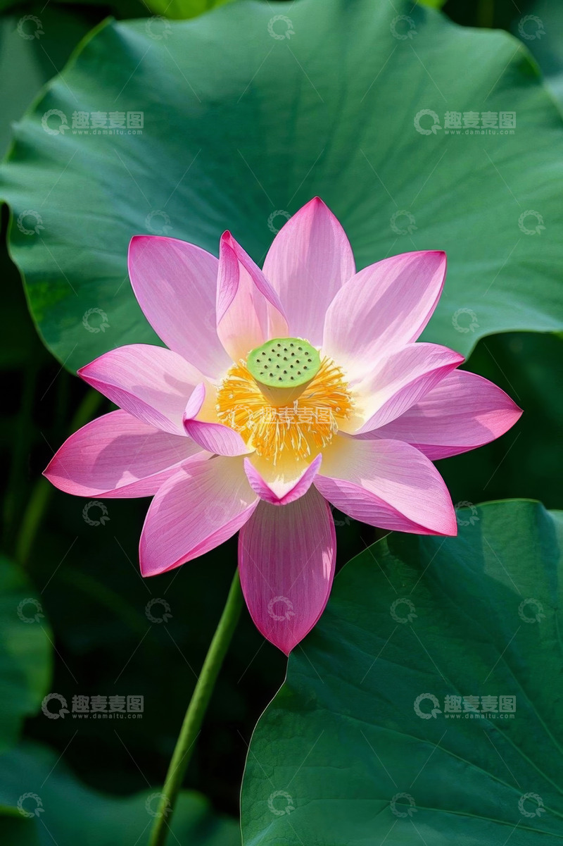 高清大图下载【趣麦麦图】盛开的粉色荷花与荷叶