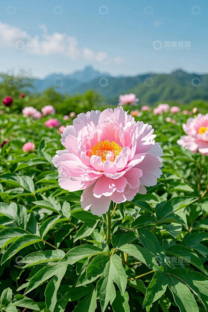 高清大图下载【趣麦麦图】盛开的粉色牡丹花