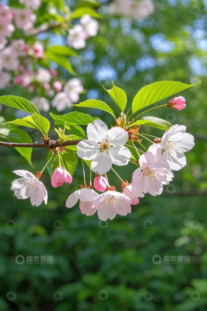 高清大图下载【趣麦麦图】盛开的樱花树枝特写