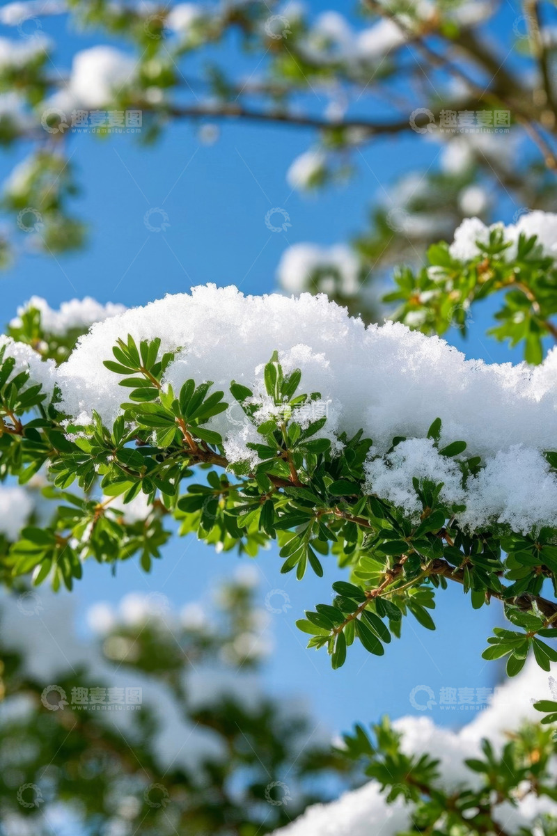 高清大图下载【趣麦麦图】覆雪绿植特写