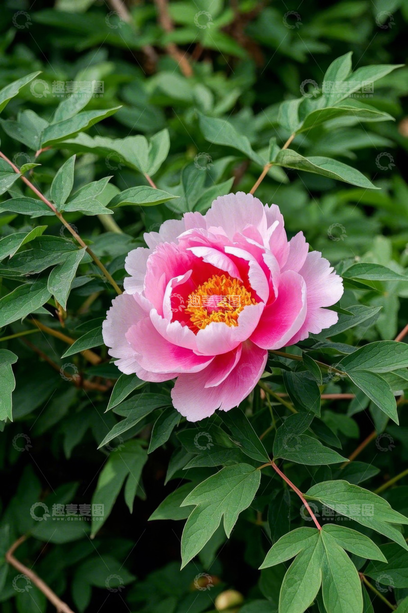 高清大图下载【趣麦麦图】盛开的粉色牡丹花特写